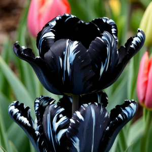 Тюльпан Шелк Нуар купить по цене от 219р. в интернет-магазине «Посадика» с доставкой почтой в в Весьегонске и по всей России – [изображение №1].