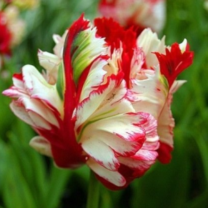 Тюльпан Эстелла Рижнвельд купить по цене от 500р. в интернет-магазине «Посадика» с доставкой почтой в в Весьегонске и по всей России – [изображение №1].