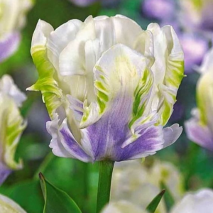 Тюльпан Уайт Лизарт купить по цене от 360р. в интернет-магазине «Посадика» с доставкой почтой в в Весьегонске и по всей России – [изображение №1].