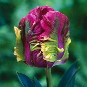 Тюльпан Экзотик Хэвен купить по цене от 186р. в интернет-магазине «Посадика» с доставкой почтой в в Весьегонске и по всей России – [изображение №1].