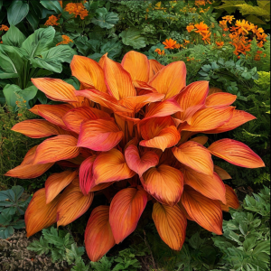 Хоста Солнечный Нектар купить по цене от 605р. в интернет-магазине «Посадика» с доставкой почтой в в Весьегонске и по всей России – [изображение №1].