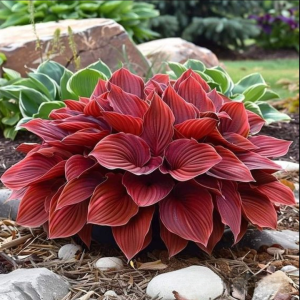 Хоста Рэд Эйнджл купить по цене от 549р. в интернет-магазине «Посадика» с доставкой почтой в в Весьегонске и по всей России – [изображение №1].