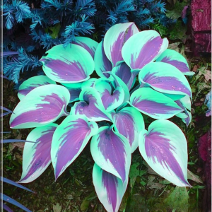 Хоста Висперин Бьюти купить по цене от 379р. в интернет-магазине «Посадика» с доставкой почтой в в Весьегонске и по всей России – [изображение №1].