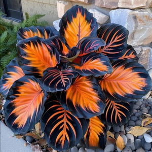 Хоста Сикрет Форест купить по цене от 601р. в интернет-магазине «Посадика» с доставкой почтой в в Весьегонске и по всей России – [изображение №1].