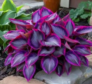 Хоста Сикрет Гарденс купить по цене от 549р. в интернет-магазине «Посадика» с доставкой почтой в в Весьегонске и по всей России – [изображение №1].