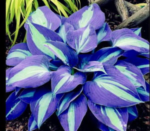 Хоста Аурелия купить по цене от 450р. в интернет-магазине «Посадика» с доставкой почтой в в Весьегонске и по всей России – [изображение №1].