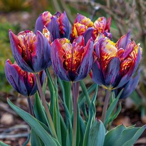 Тюльпан Опал Дрим купить по цене от 207р. в интернет-магазине «Посадика» с доставкой почтой в в Весьегонске и по всей России – [изображение №1].