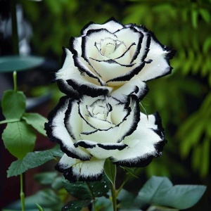 Роза Силк Ивин купить по цене от 319р. в интернет-магазине «Посадика» с доставкой почтой в в Весьегонске и по всей России – [изображение №1].