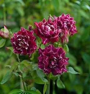 Роза Опаловый Пейзаж купить по цене от 490р. в интернет-магазине «Посадика» с доставкой почтой в в Весьегонске и по всей России – [изображение №1].